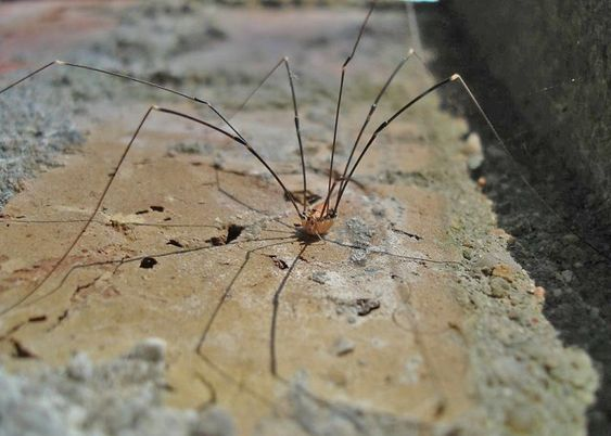 Паук "Сенокосец"