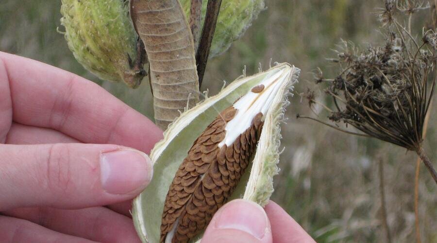    Зрелый плод ваточника сирийского Фото: sweta2010, общественное достояние