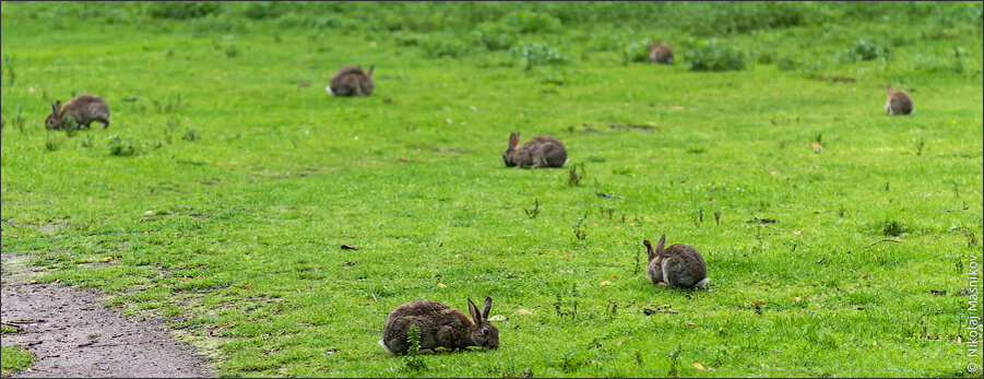 Животный мир Германии разнообразен, но зайцев и кроликов особенно много.  Свободно находят себе приют возле человеческого жилья и никто не подумает кинуть в них камня или палки.