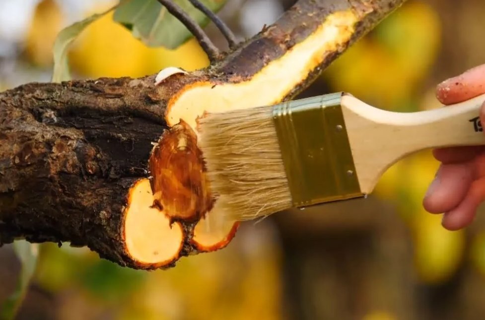 Способы обработки спила дерева