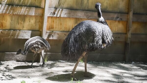    © Sputnik / Тимур Батыршин