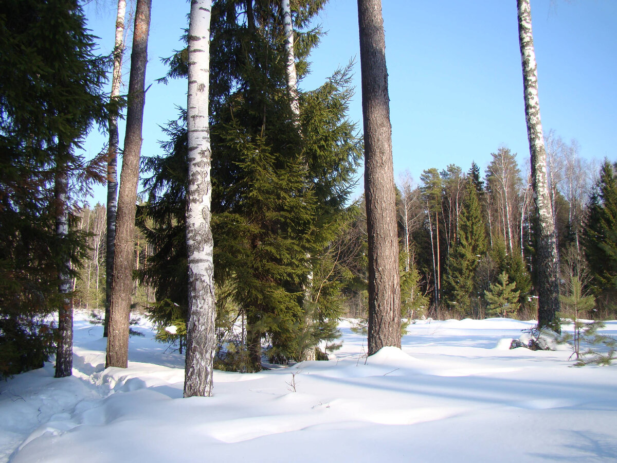 Предчувствие весны, хоть снега еще полно, и морозец присутствует, но солнце уже по-весеннему светит.