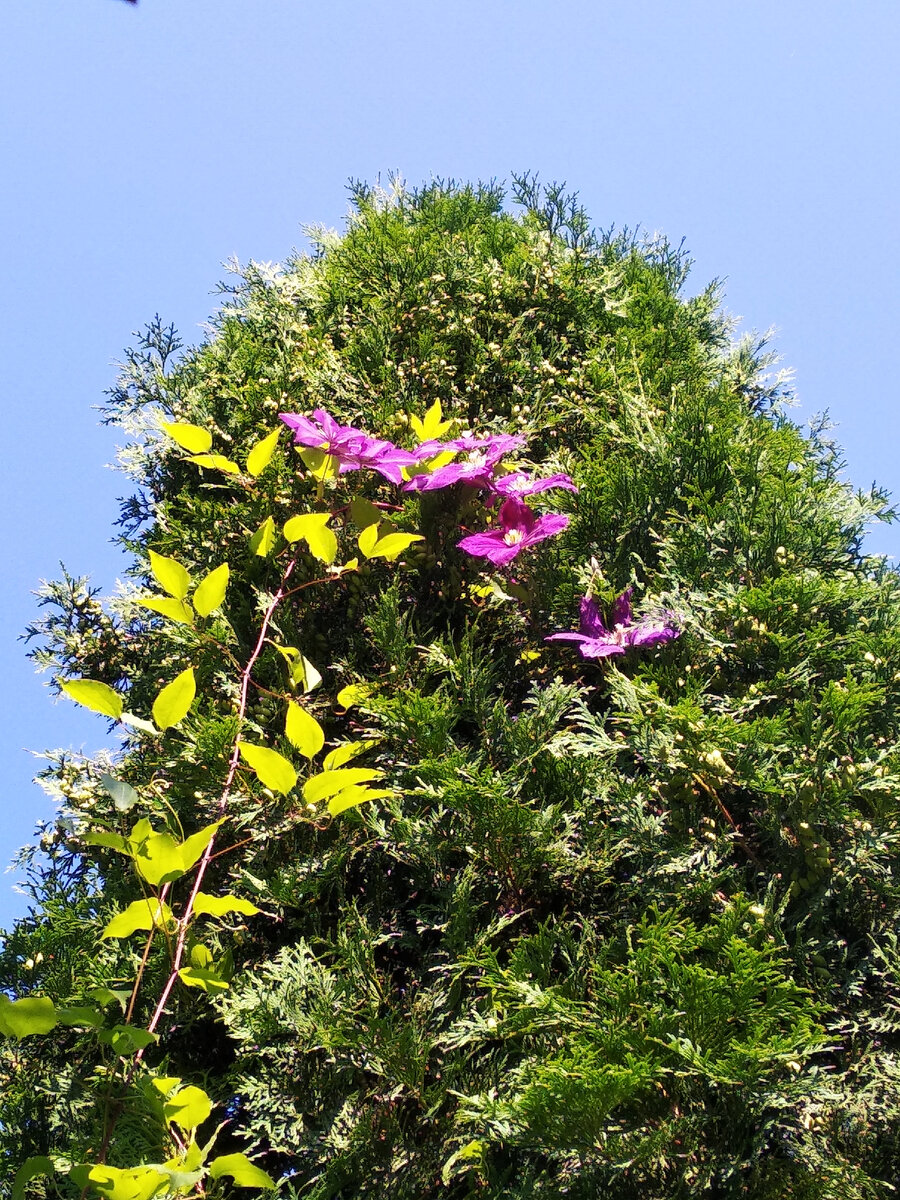 Первые цветки распустились уже на недосягаемой высоте