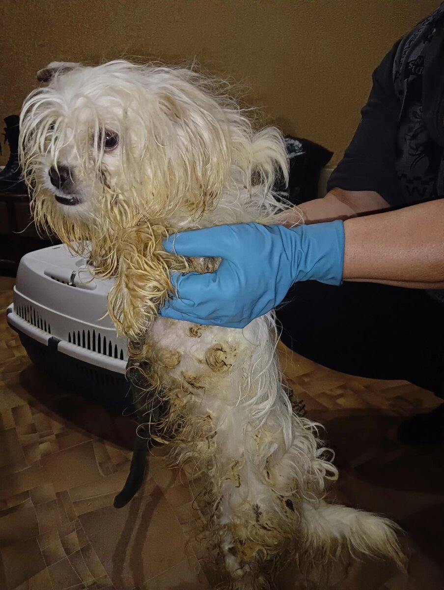 Таким Снежка забрали