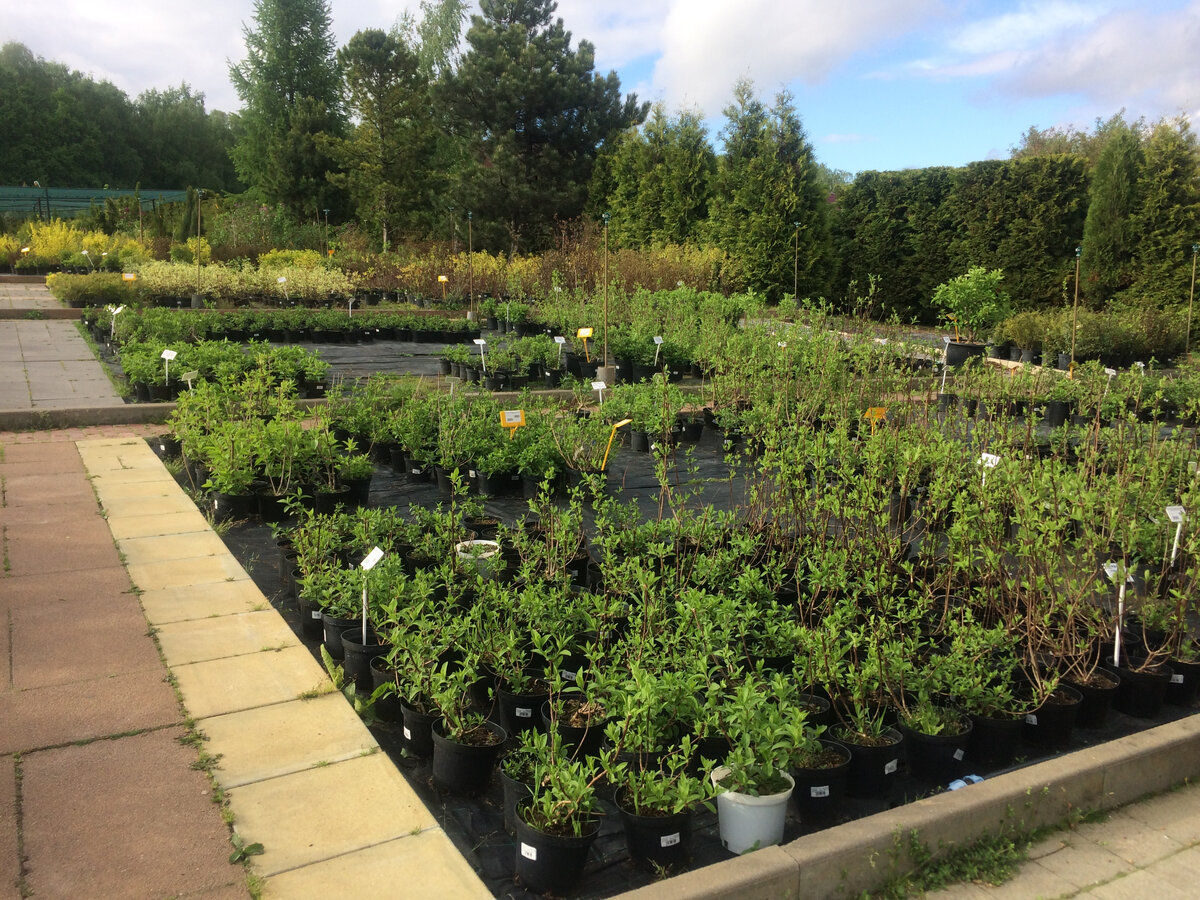 Кустарники