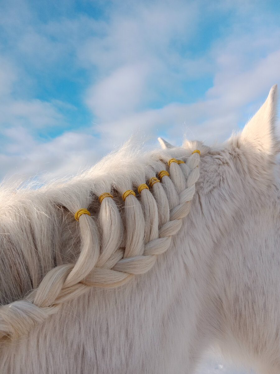 Грива (лошадь) - Mane (horse)