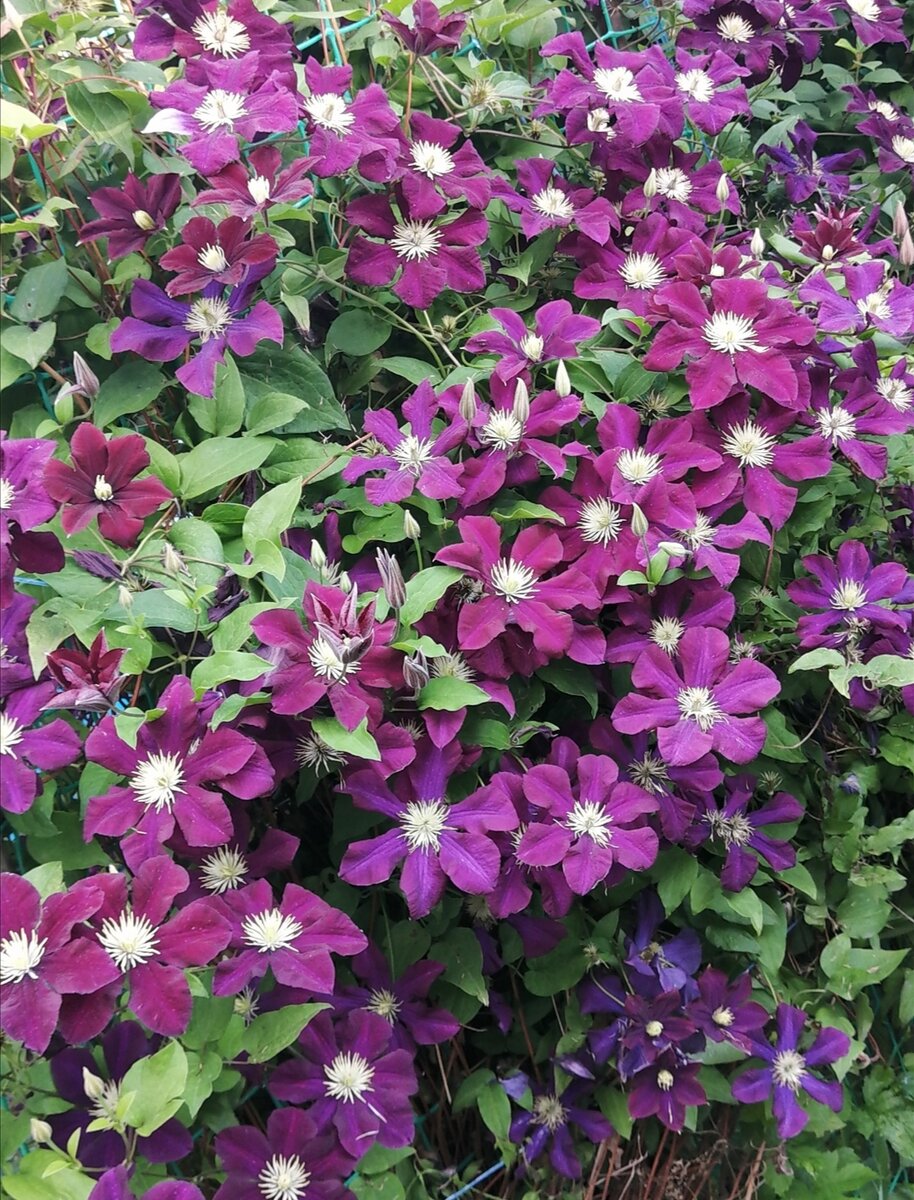 Клематис Warszawska Nike. Фото автора. 