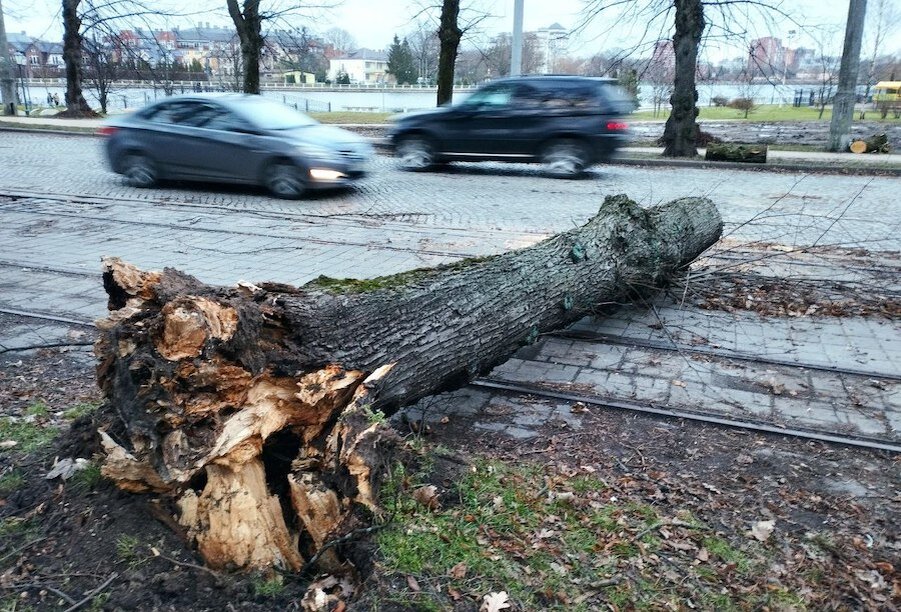 Фото: Иван Марков / Новый Калининград