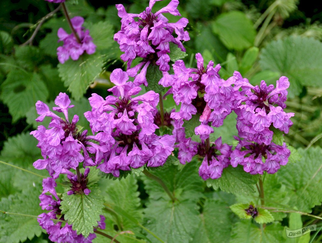 Фото из свободных источников