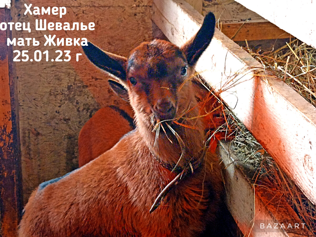 В Италии на острове Аликуди начали раздавать коз ИА Красная Весна