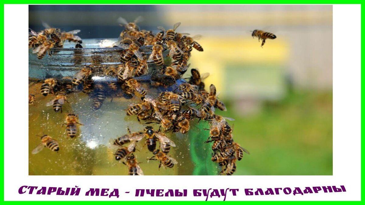 Старый мед весной пчелам осенью они отблагодарят