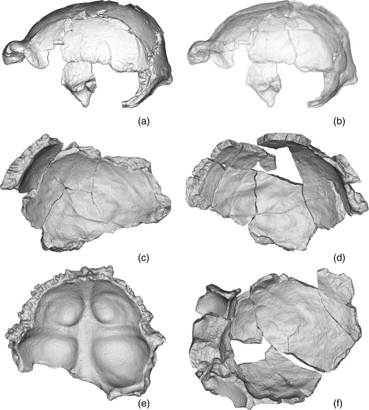   Emiliano Bruner et al. / American Journal of Biological Anthropology, 2023