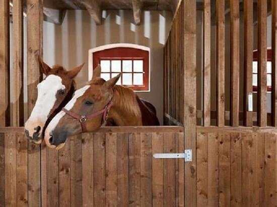     Фото: wikipet.ru