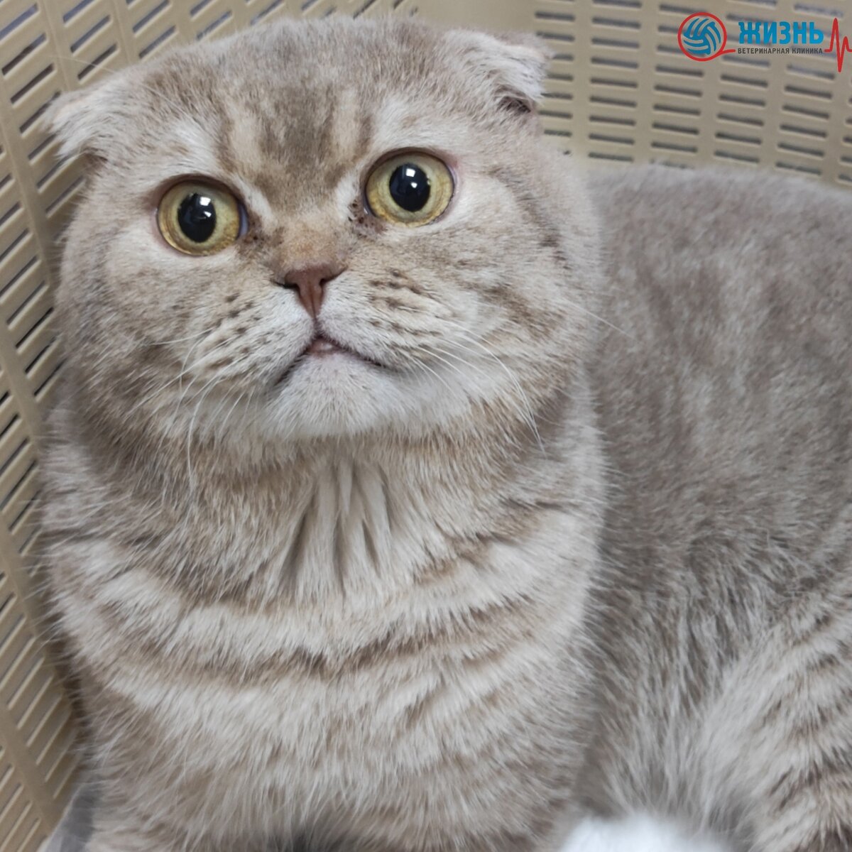 Персик приходил на кастрацию в ветеринарную клинику в Калуге "Жизнь"