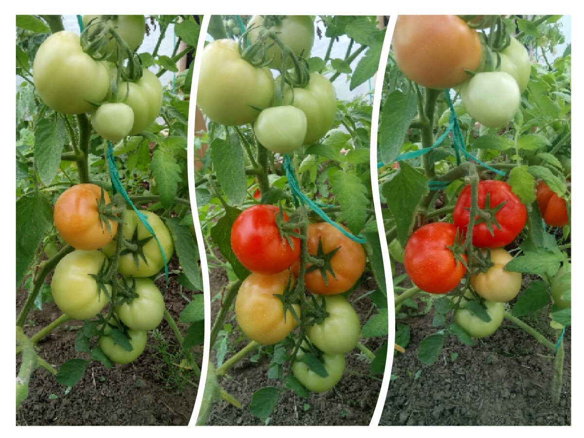 Капитан f1 в процессе созревания