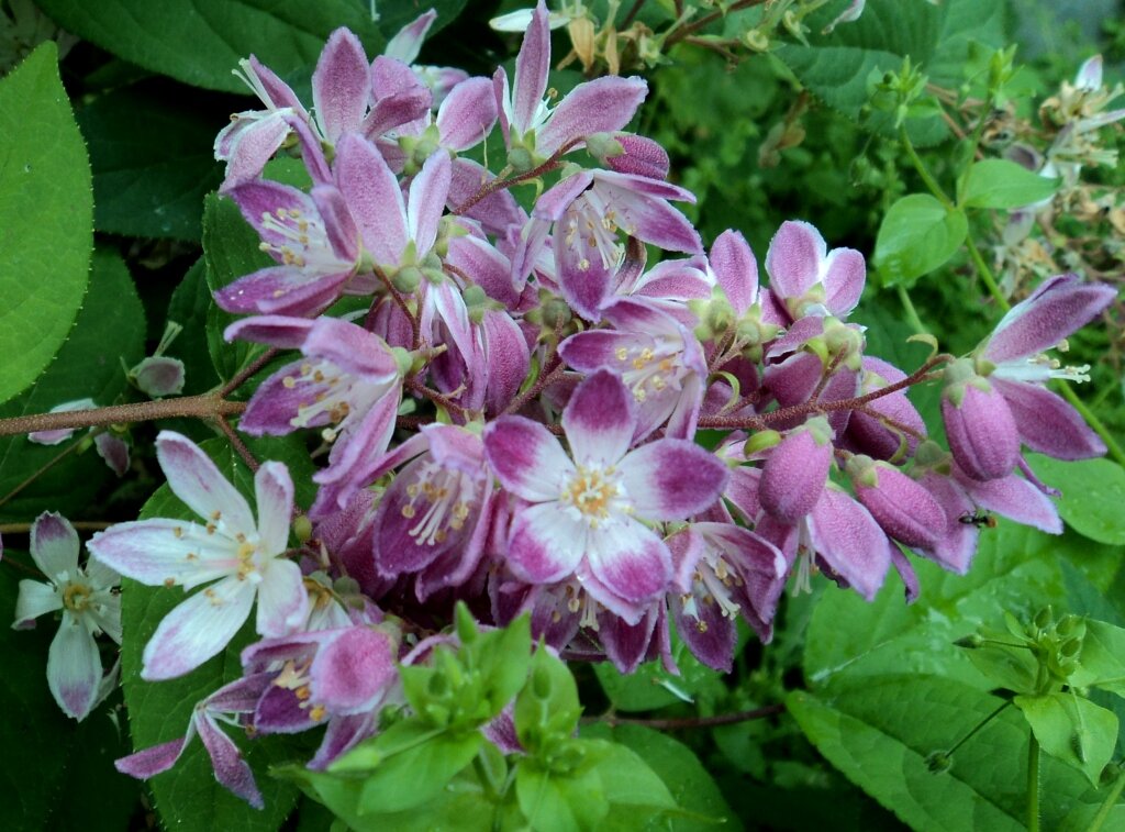 Дейция шершавая. Эксперимент длиной в пять лет. Неудачный