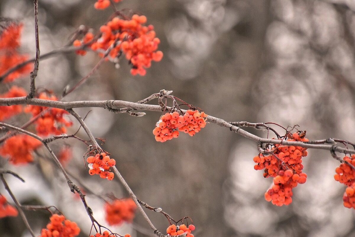 Рябина. Воронежская нагорная дубрава в феврале