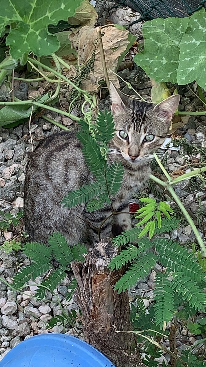Шуга. Имя получил потому что в раннем детстве единственный среди своих братьев и сестёр боялся людей, даже нас с мужем. А теперь не отходит от папы