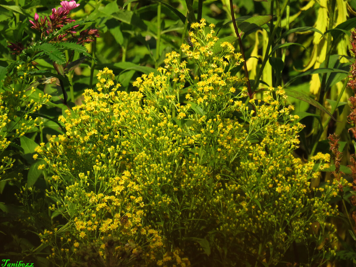 Соледастер жёлтый "Lemore" 