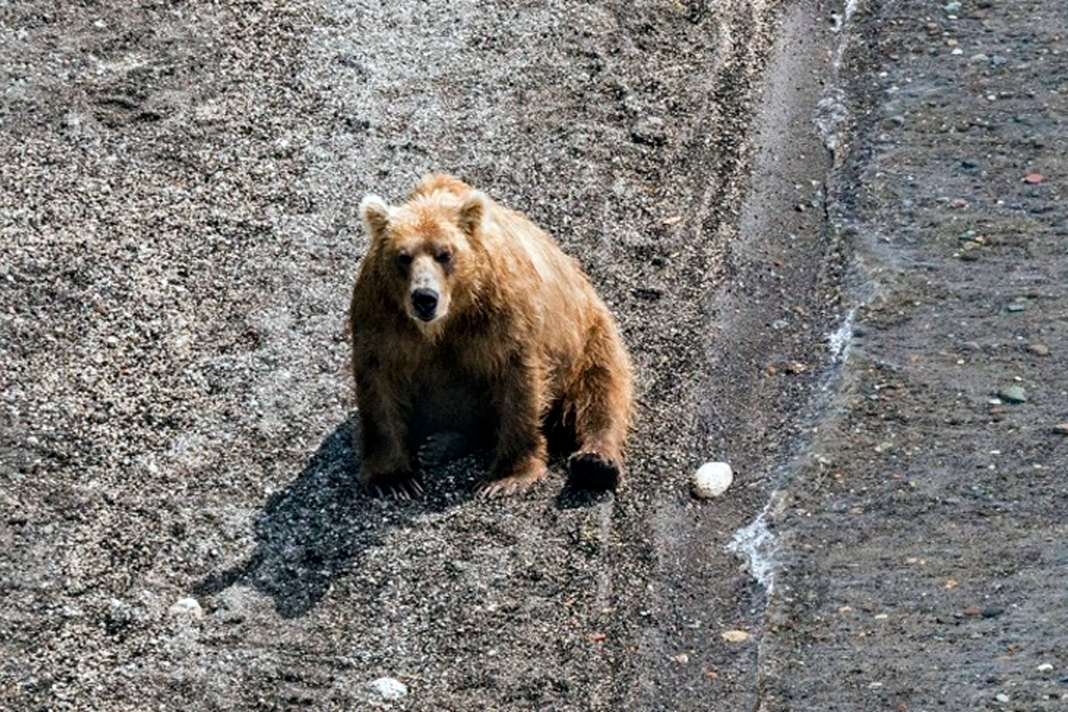 мишка попала