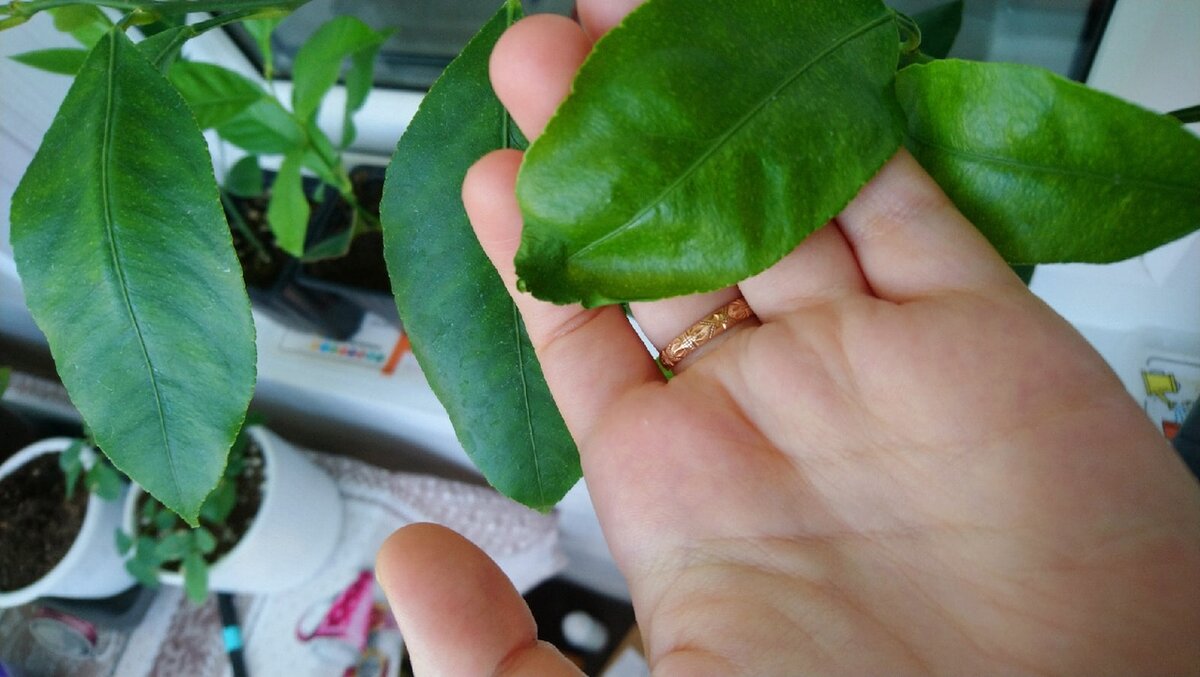 Фото Светланы ее лимон с усыхающими кончиками листочков  20 июня 2021 года