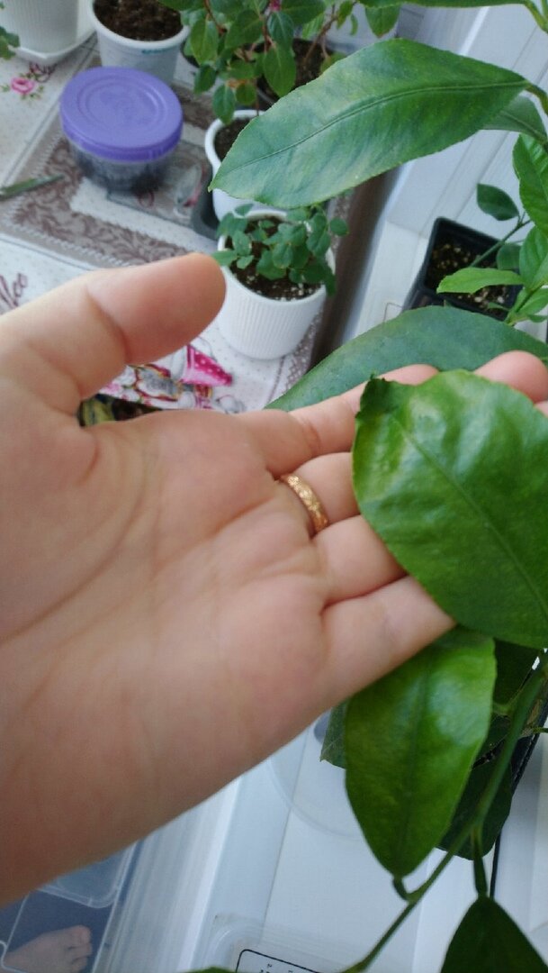 Фото Светланы ее лимон с усыхающими кончиками листочков  20 июня 2021 года