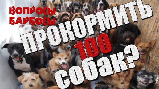 100 собак. Собака из фильма мажор. Тест на знание сериала пес.