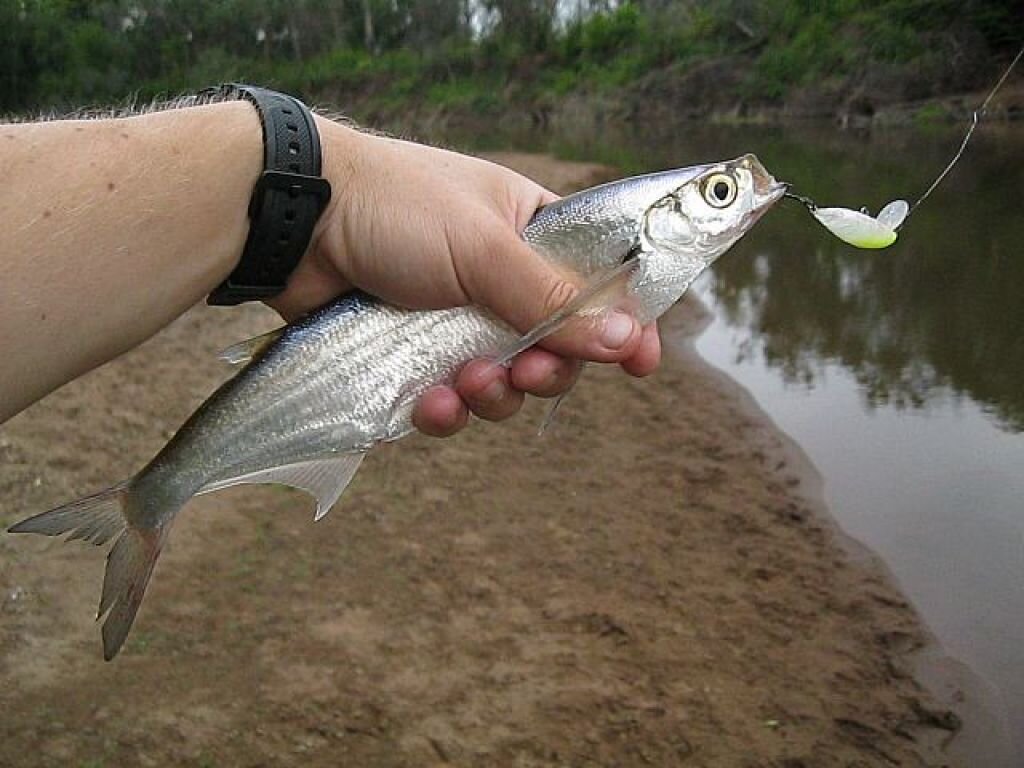 Ловля чехони | Ryb-fishing.ru | Дзен