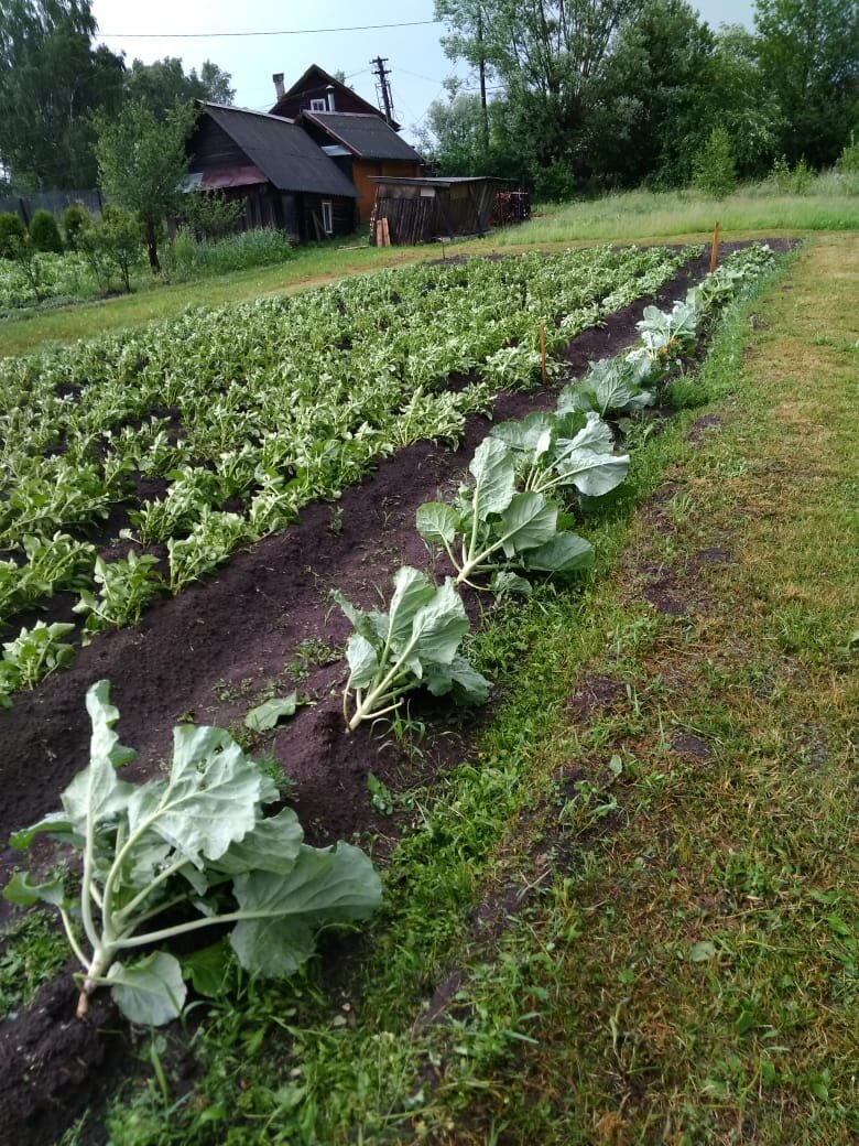 После грозы. Личное фото.