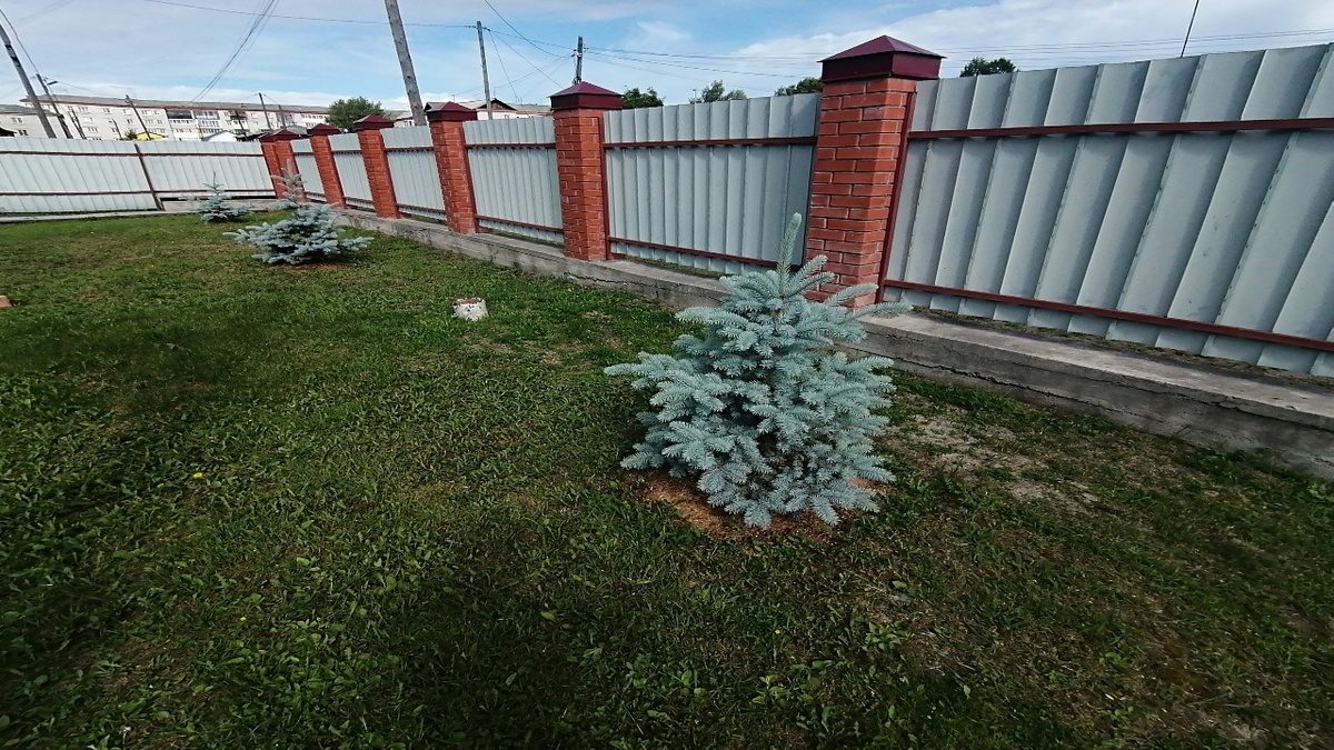 Голубые ели
