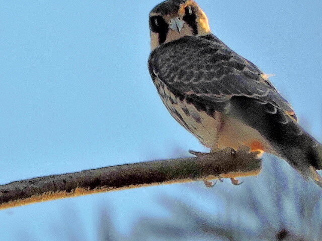 фото  автора