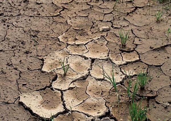 Источник фото: Российский аграрный портал