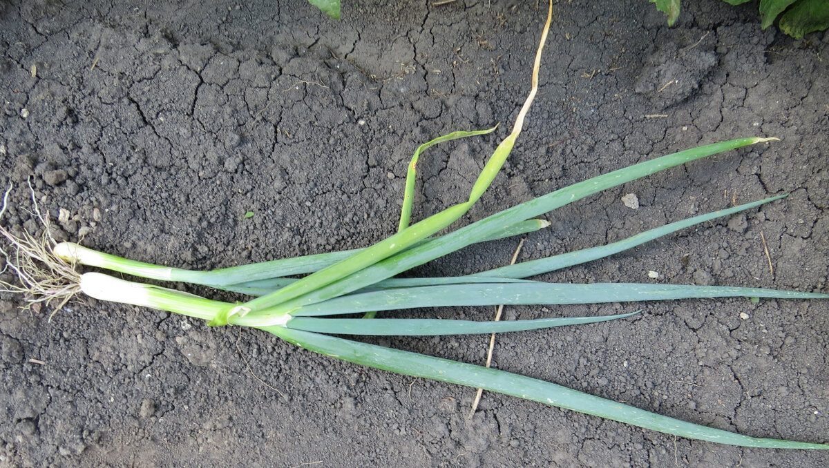 На первый взгляд такой же, как лук-репка на зелень, только перья не такие яркие
