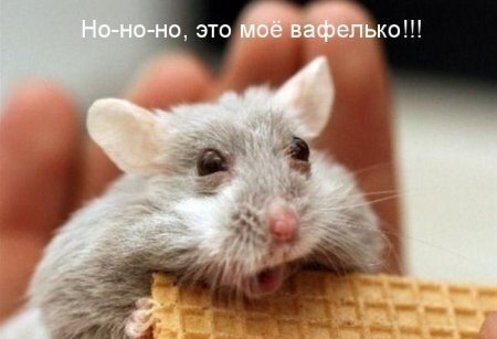Последовательно как—то получилось: сначала завёл собаку, потом жену, затем детей. Знал бы чем эти заведения кончатся, ограничился бы хомяком. 