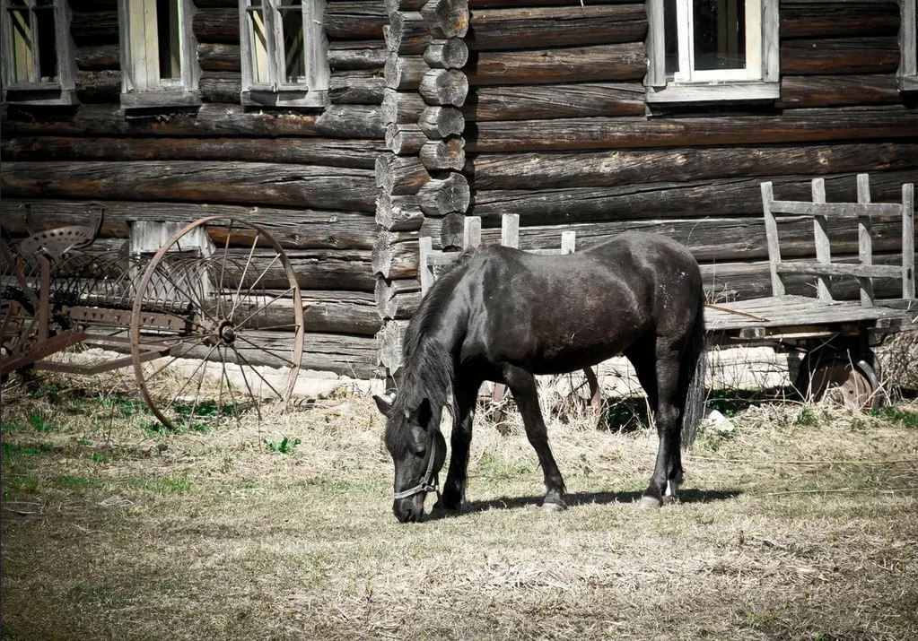 Лошади в деревне фото