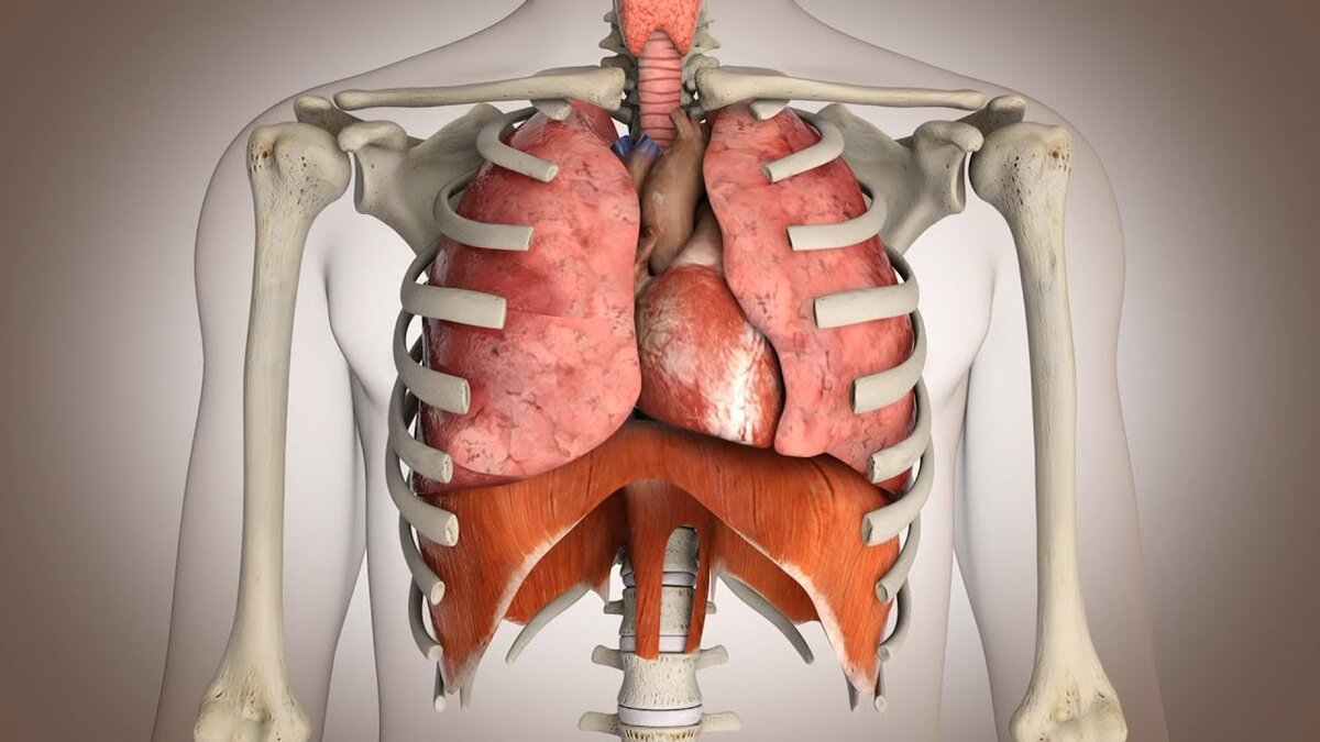 Диафрагма и легкие человека
