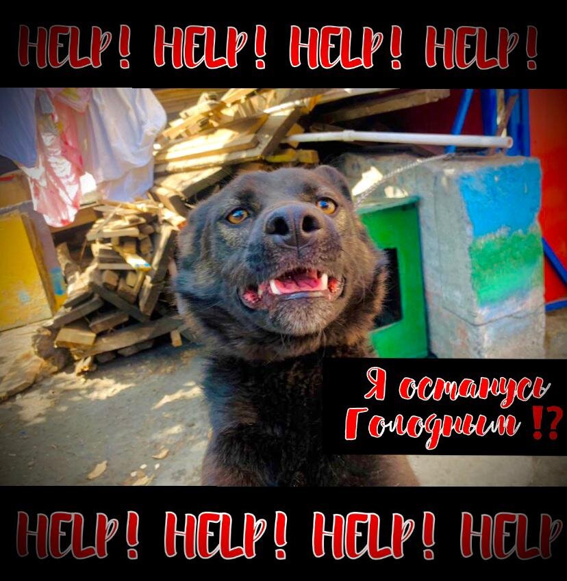 Голод? Я выживу?