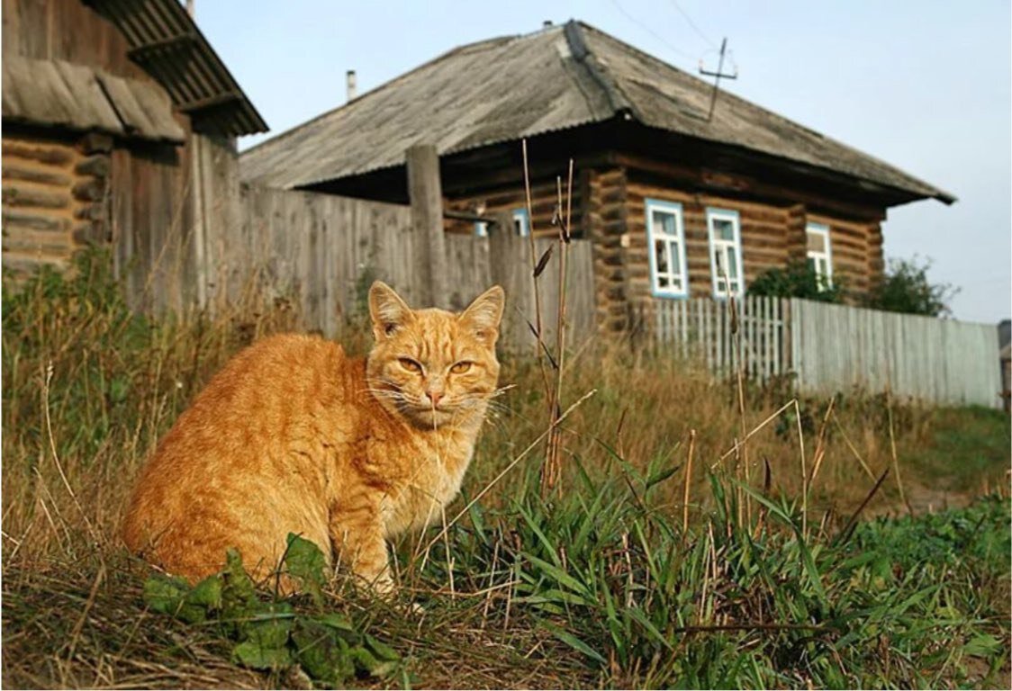 Кот в деревне картинки