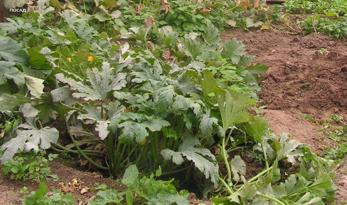 С трудом нашла фотографию моего огородного начала. Посмотрите на кабачок: какая богатая листва и ни одного женского цветочка. Я долго недоумевала, почему так? Я его и удобряла, и подкармливала, а урожая нет, одна зелень. У соседки за забором кабачков вал, а она к ним почти не подходит, только семечки в землю ткнула. Оказывается, чем меньше им мешаешь, тем лучше.