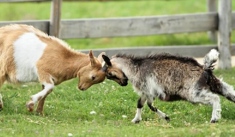 Подробности в тексте... 