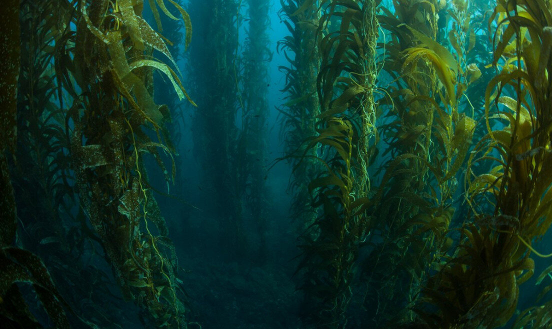 Водоросли Саргассова моря. Фото с сайта funart.pro