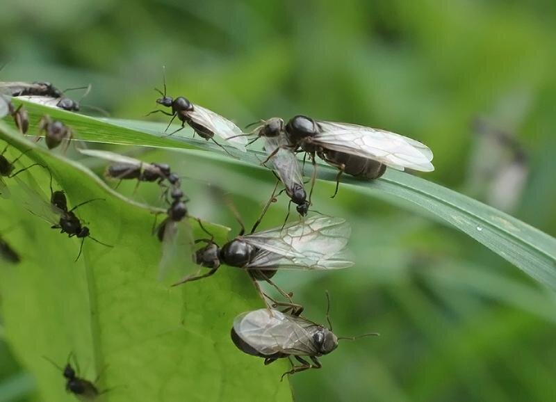 Самки и самцы готовятся к лету. Фото взято из интернета 