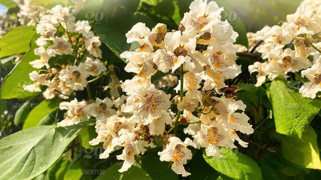 Цветущая катальпа. Фото автора