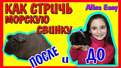 Стрижка свиньи да любую