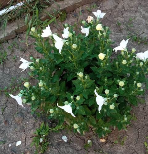 Как называется, не знаю. Мы называем "Колокольчик".