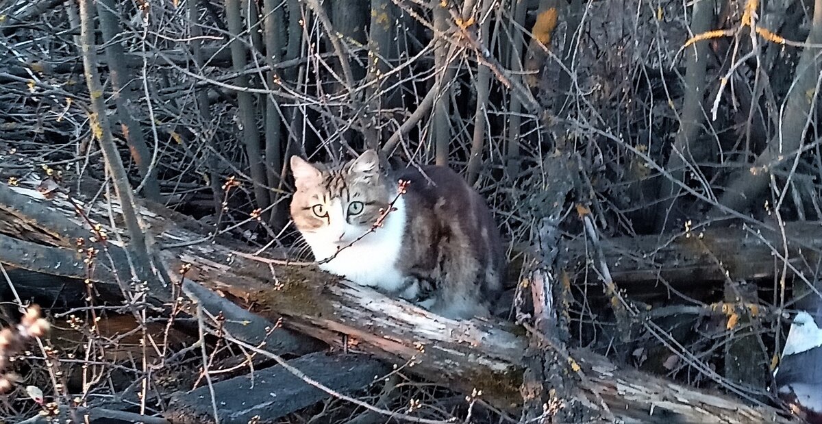 Бездомная кошка. Фото автора.