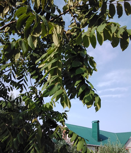 Маньчжурский орех, личный архив