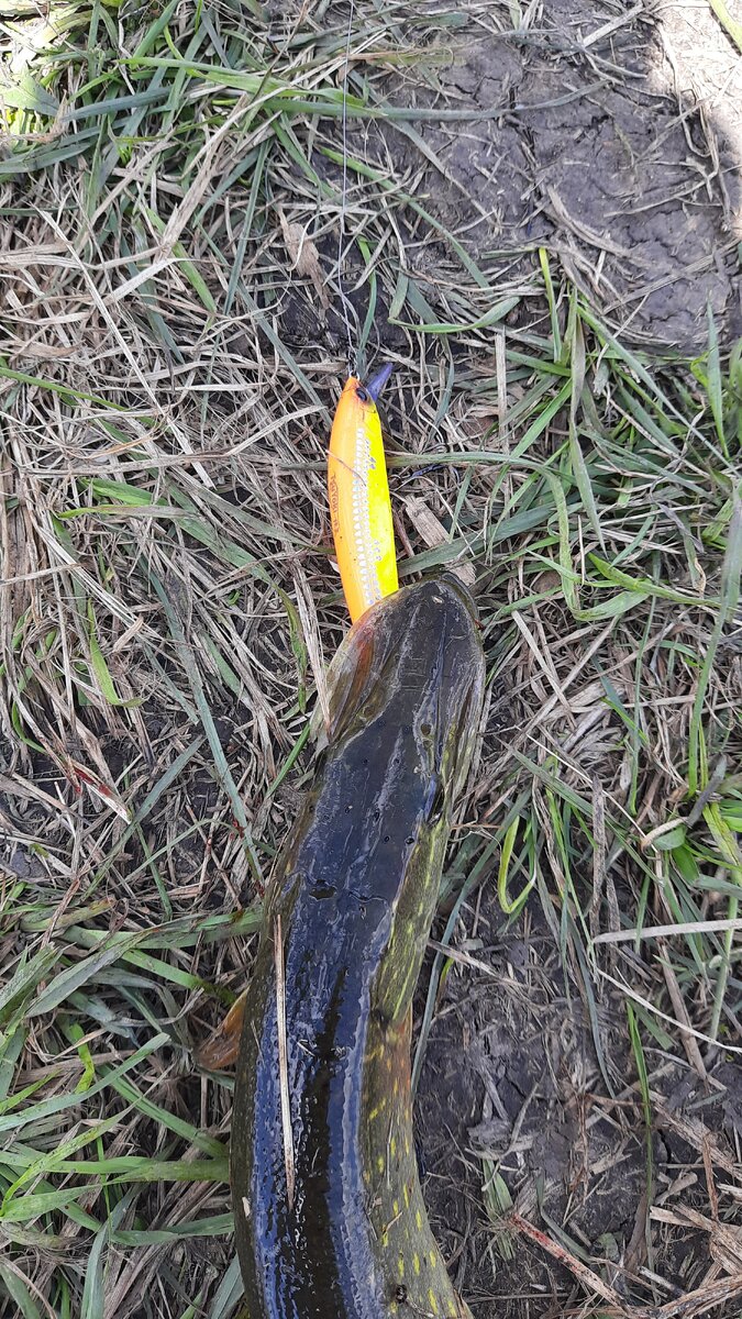 Сьедали его очень жадно. 