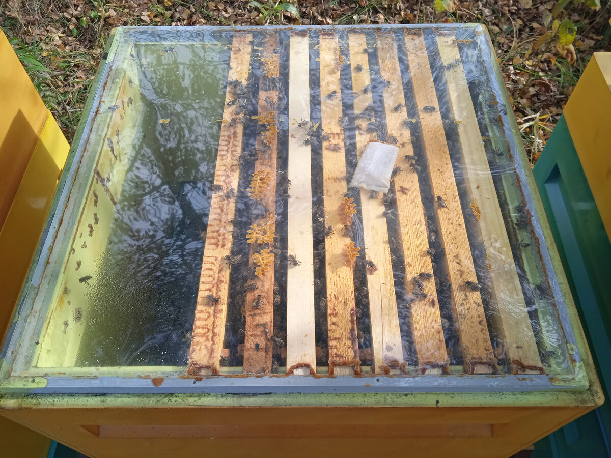 Гнездо сформировано в зиму