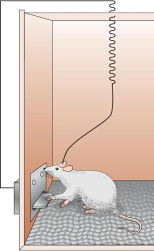 Схема эксперимента Дж. Олдса, основателя нейробиологии